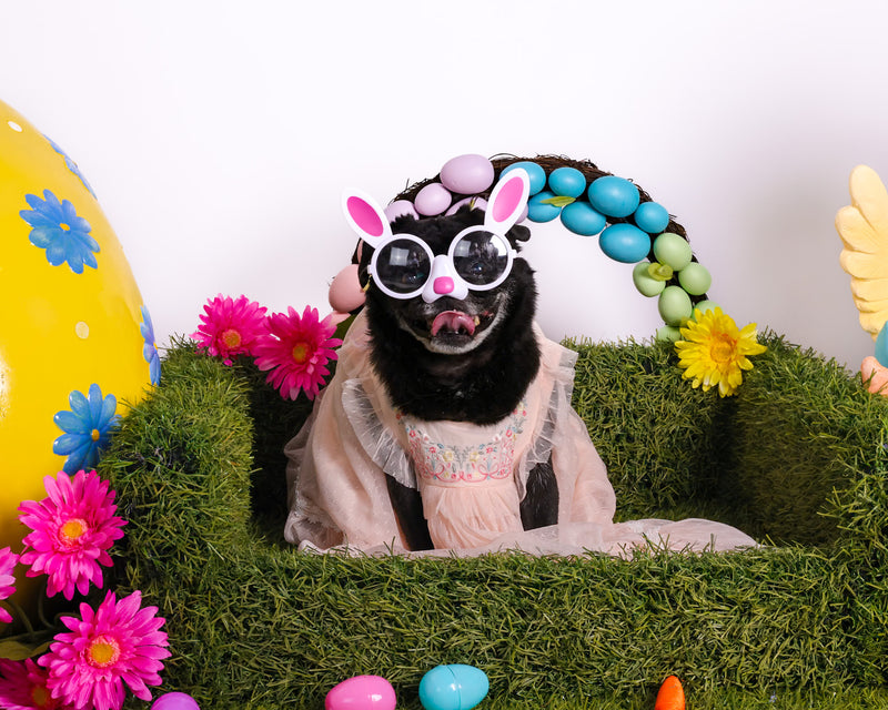 Easter studio portrait for pets

