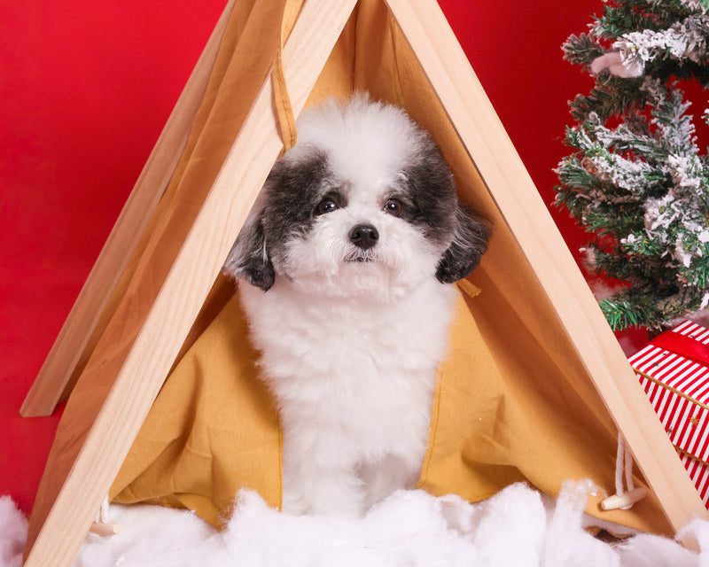 Professional Christmas studio photoshoot

