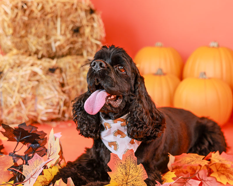 Toronto pet photographer capturing Halloween portraits
