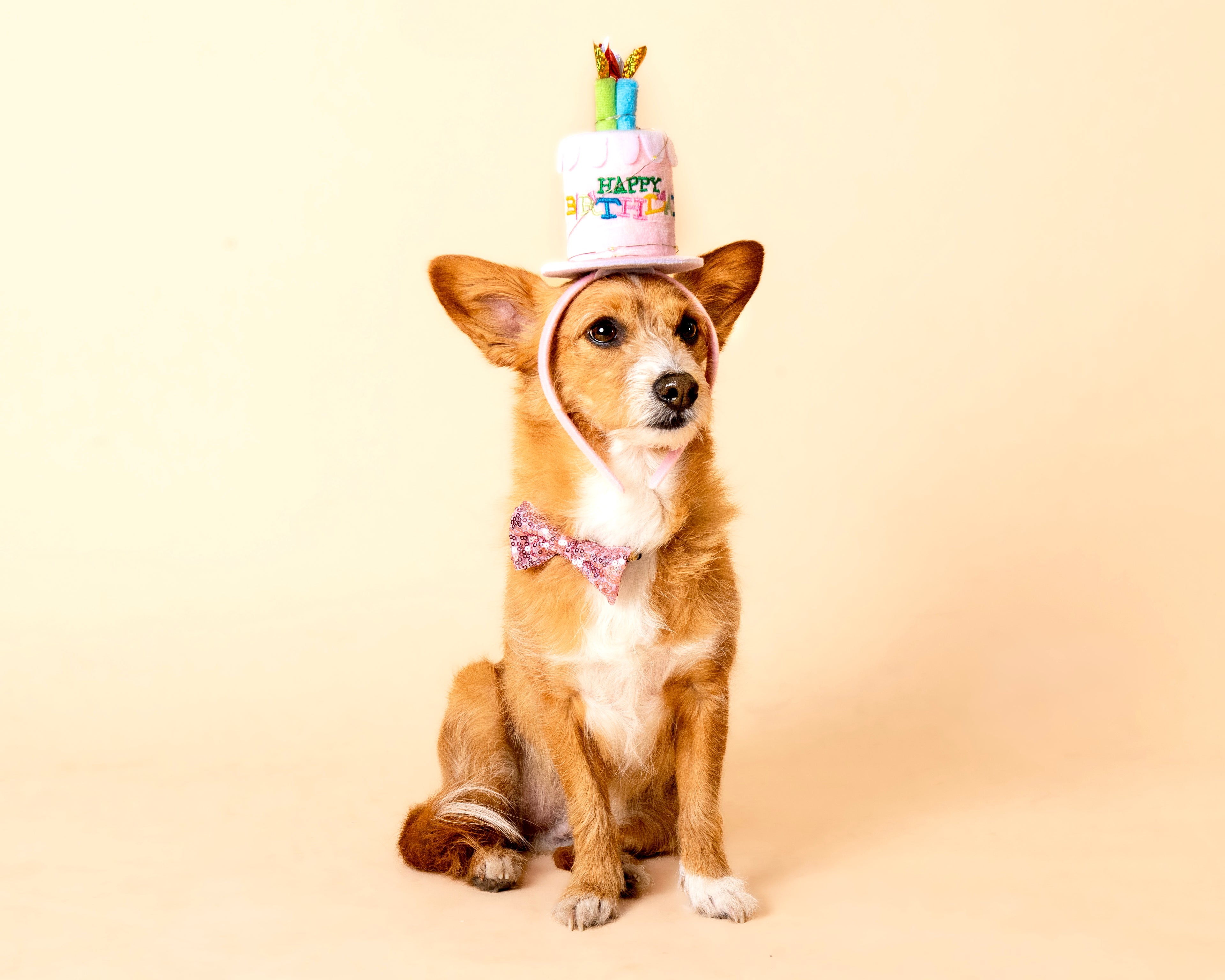 Pet Portrait Session