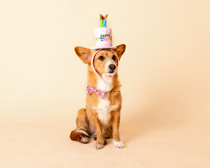 Natural pet portrait with a beige photography backdrop

