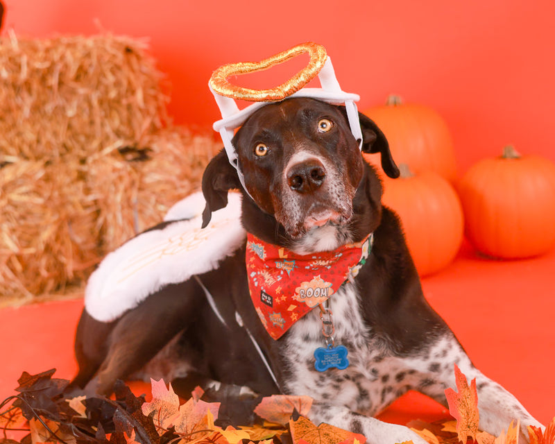 Timeless autumn pet portrait
