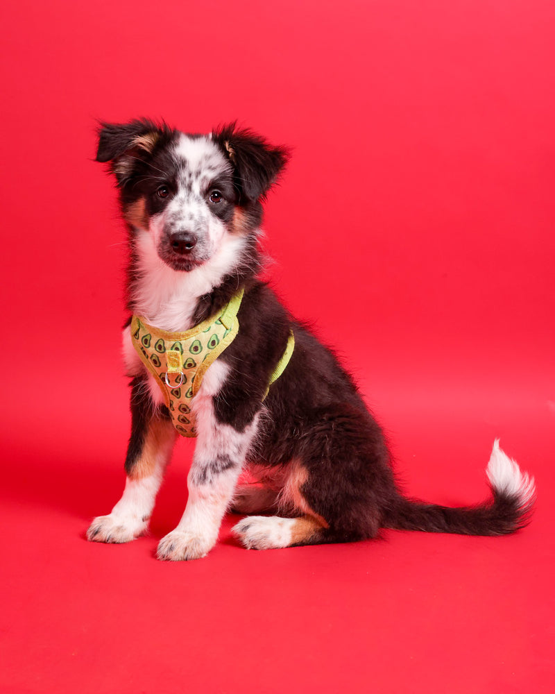 Dog photographed on a vibrant red photography background
