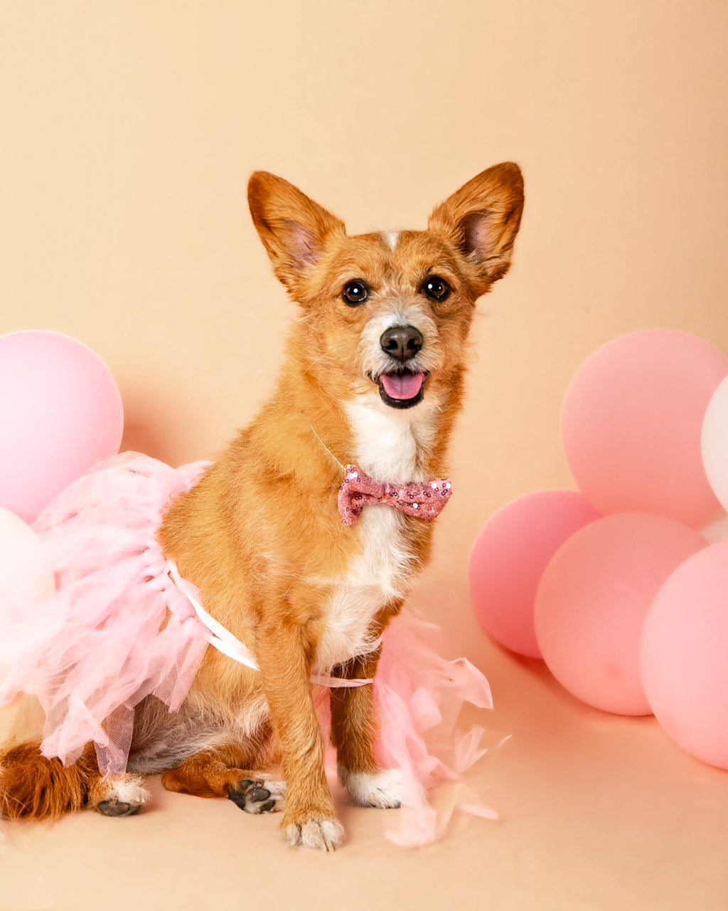 Birthday Pet Portrait Session