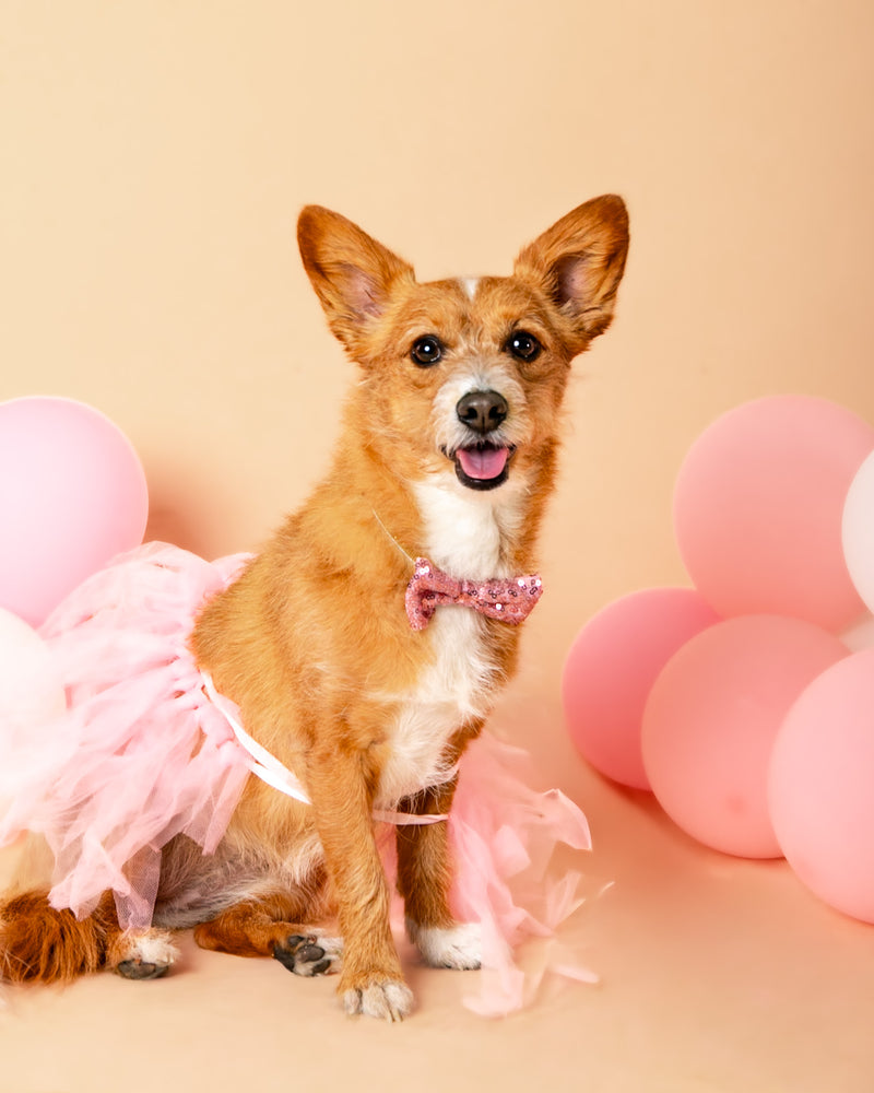 Professional birthday backdrop pet portrait

