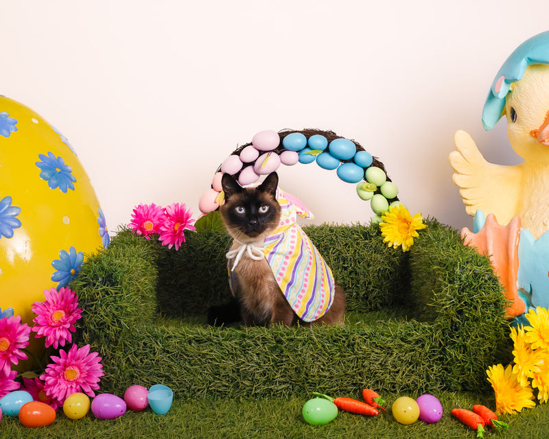 Dog surrounded by colourful spring flowers
