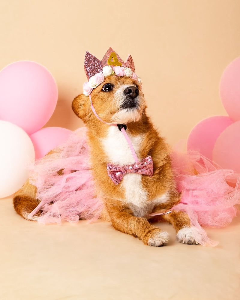 Birthday pet photography with festive decorations

