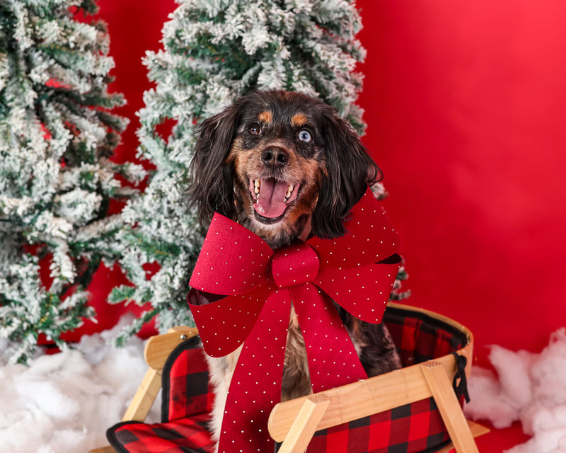 Luxury pet photography on a Christmas backdrop
