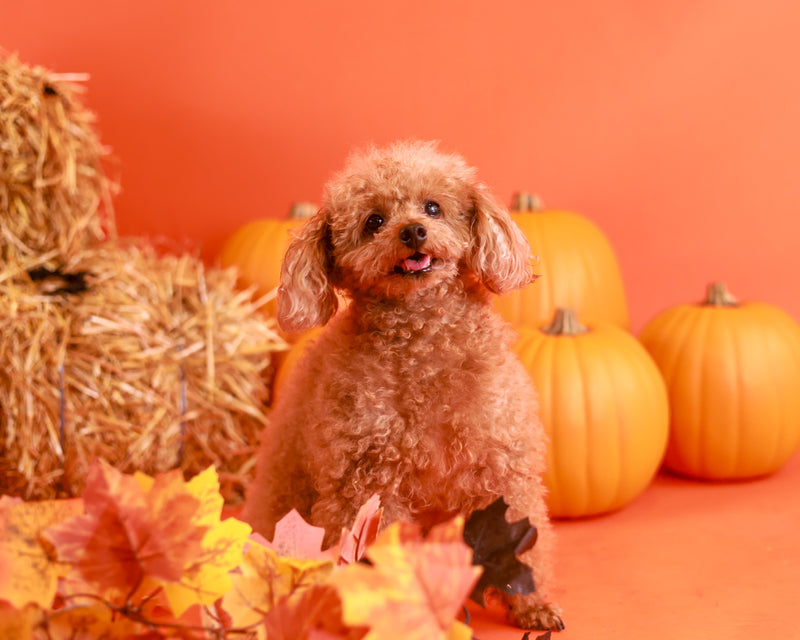 Fall backdrop pet photography experience
