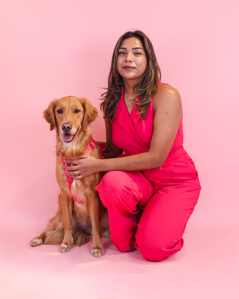 Studio dog portrait on a colourful pink background
