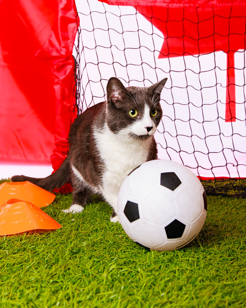 World Cup backdrop pet portrait
