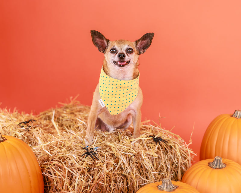 Professional autumn photography for pets
