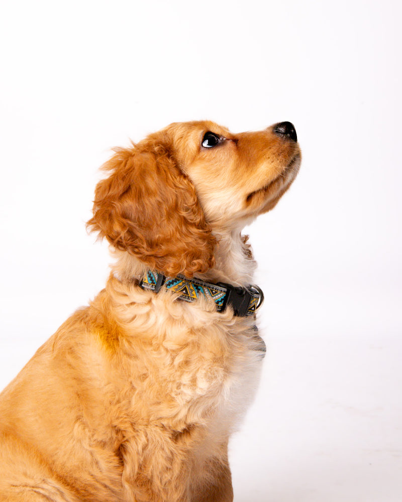 Luxury pet photography session on a clean white background
