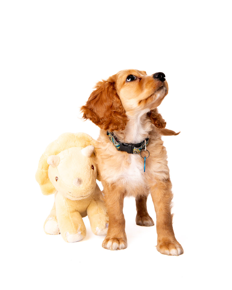 Professional pet portrait with clean studio lighting
