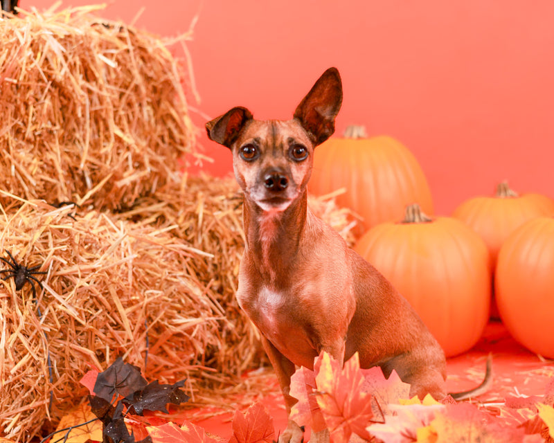 Halloween backdrop studio portrait
