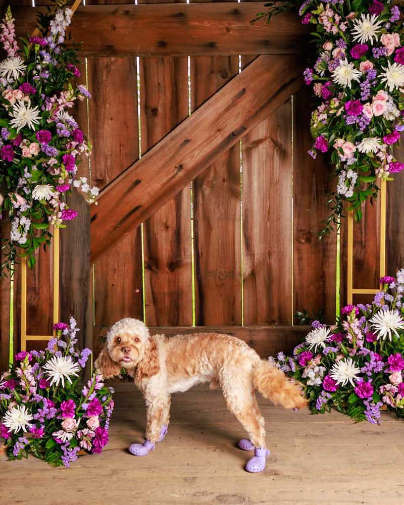 Dog photographed on the Barkham floral set
