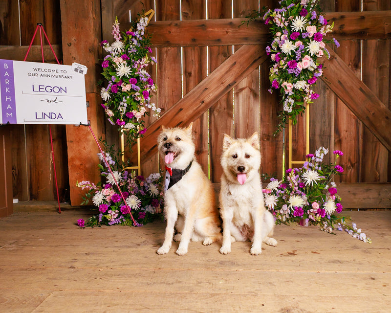 Indoor floral pet photography session
