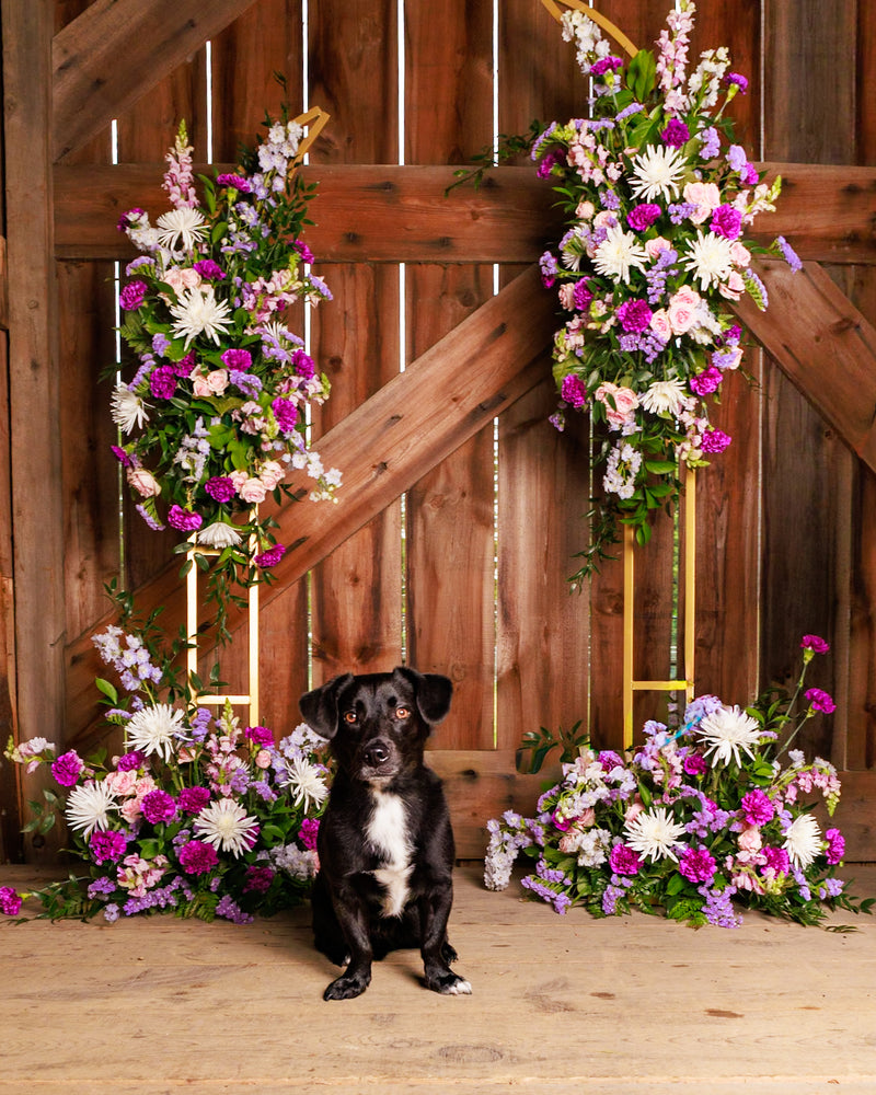Elegant pet portrait inspired by nature
