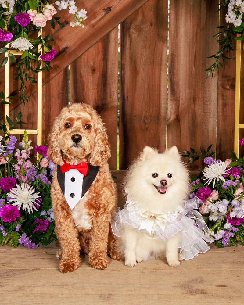Indoor floral pet photography session
