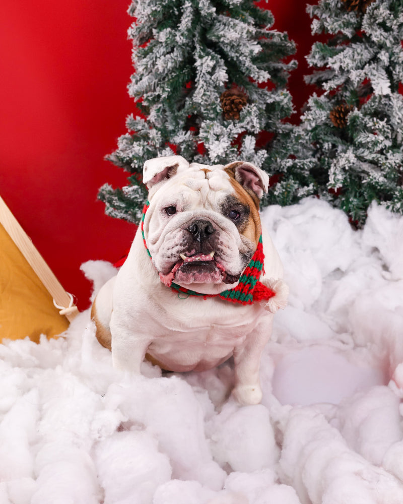 Professional pet portrait with Christmas décor
