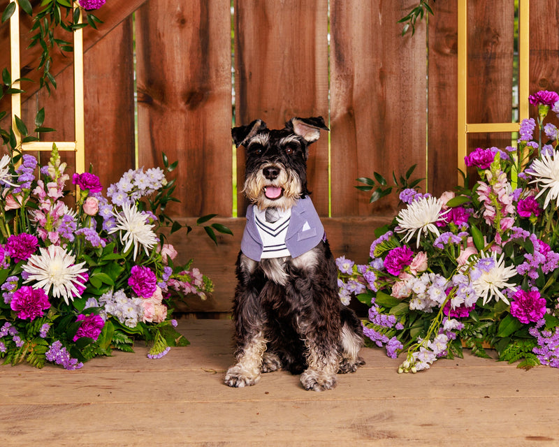 Indoor floral pet photography session
