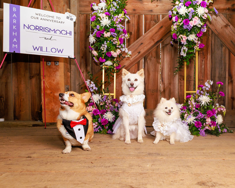 Luxury flower-themed pet photography
