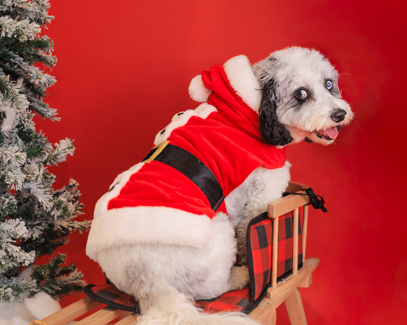 Beautiful holiday portrait of a beloved dog
