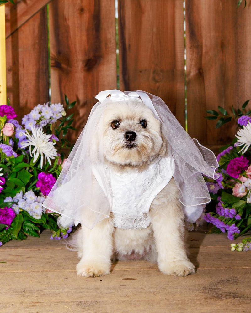 Fine art floral pet photography
