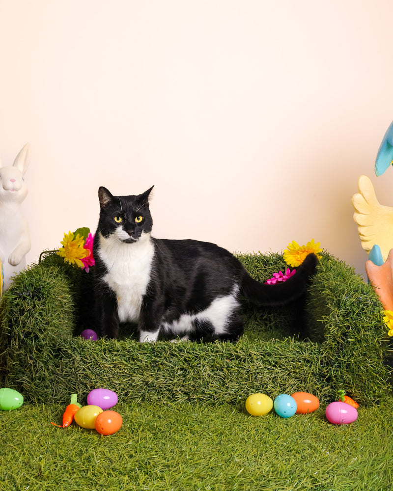 Toronto spring pet photography session
