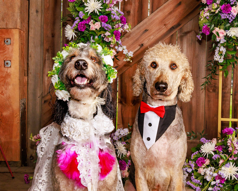 Elegant pet portrait inspired by nature
