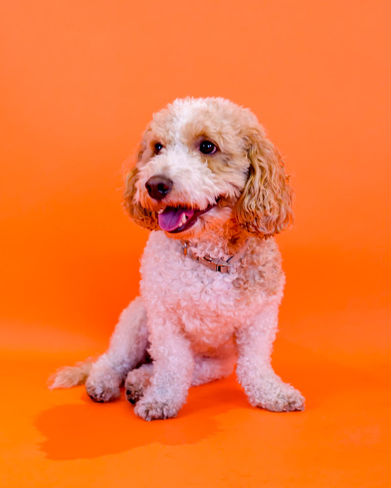Dog photographed on a vibrant orange photography background
