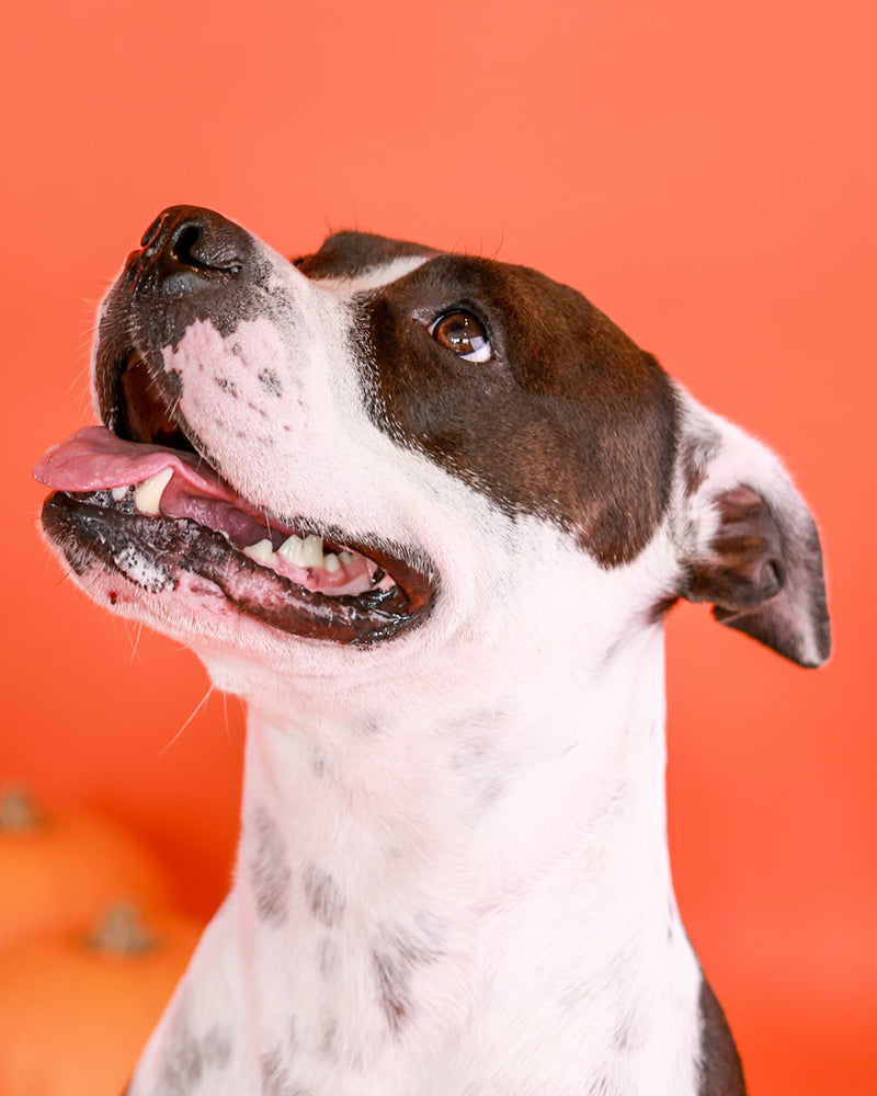 Halloween photography by a Toronto pet photographer
