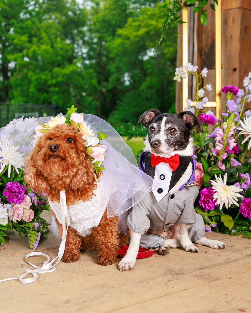 Toronto floral backdrop pet portrait
