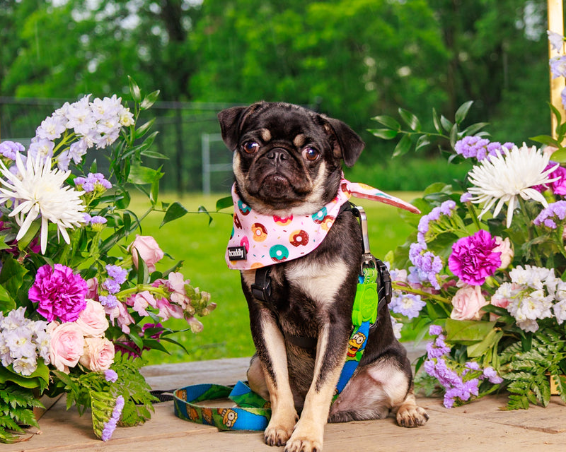 Dog photographed among colourful floral décor
