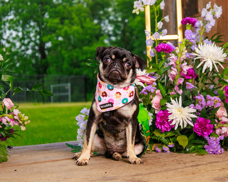 Professional floral pet portrait at the Barkham collection
