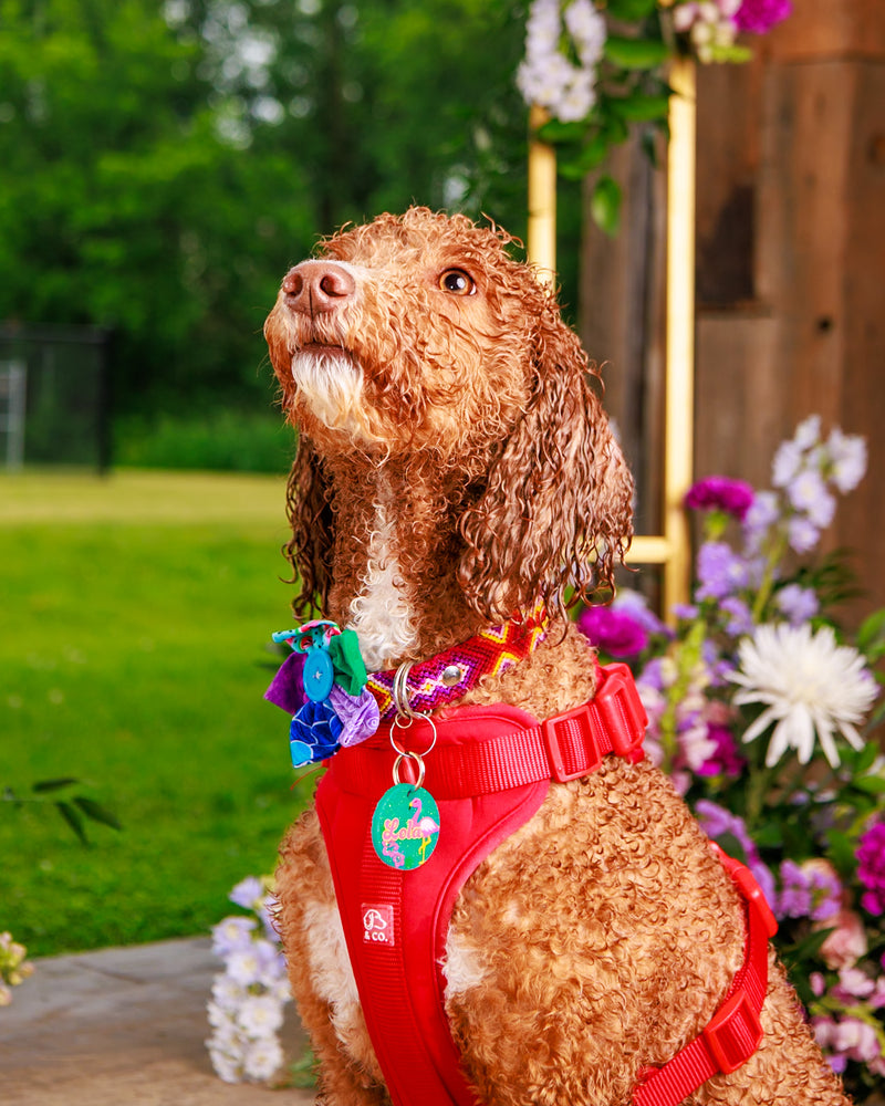 Dog portrait surrounded by floral décor
