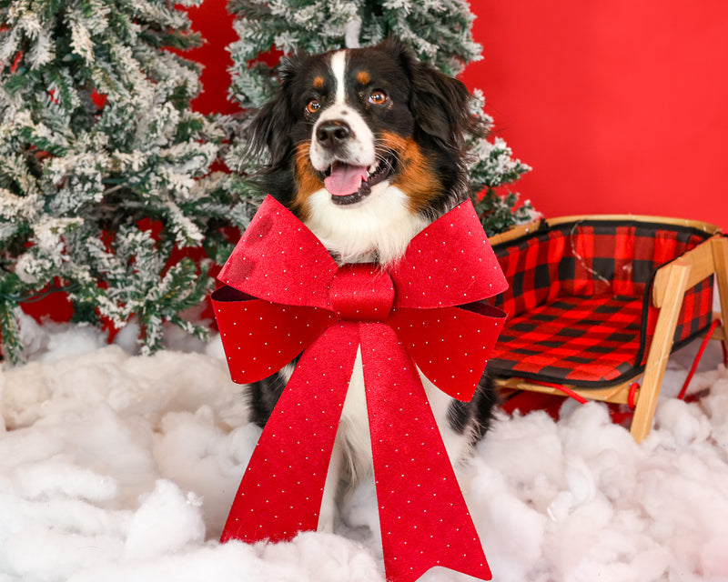 Timeless holiday pet photography

