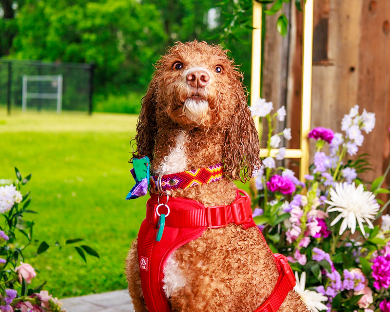 Professional flower-inspired dog portrait
