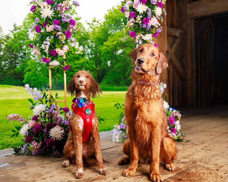 Barkham floral collection pet photography
