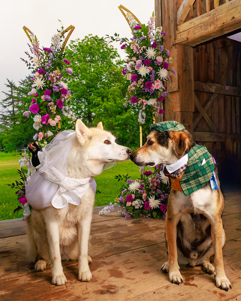 Luxury floral pet portrait in Toronto