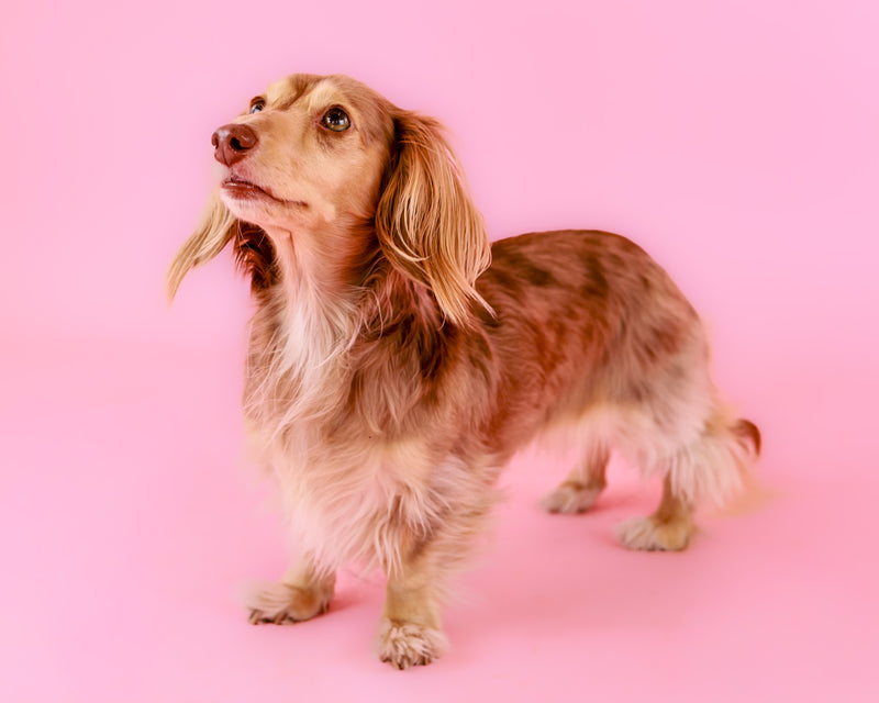 Fine art studio portrait with a pink setting

