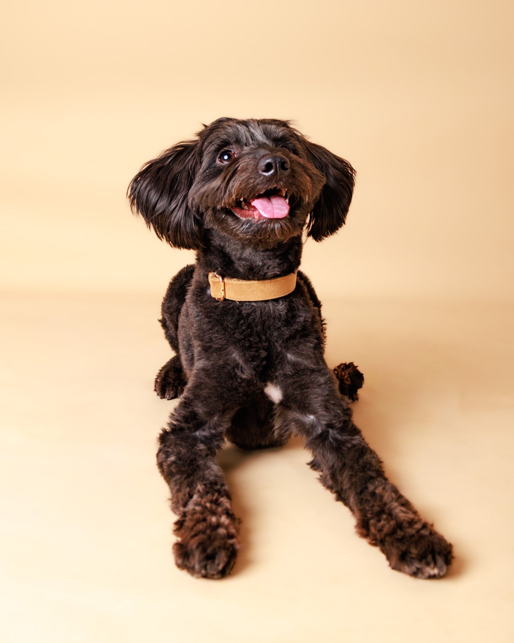 Pet Portrait Session