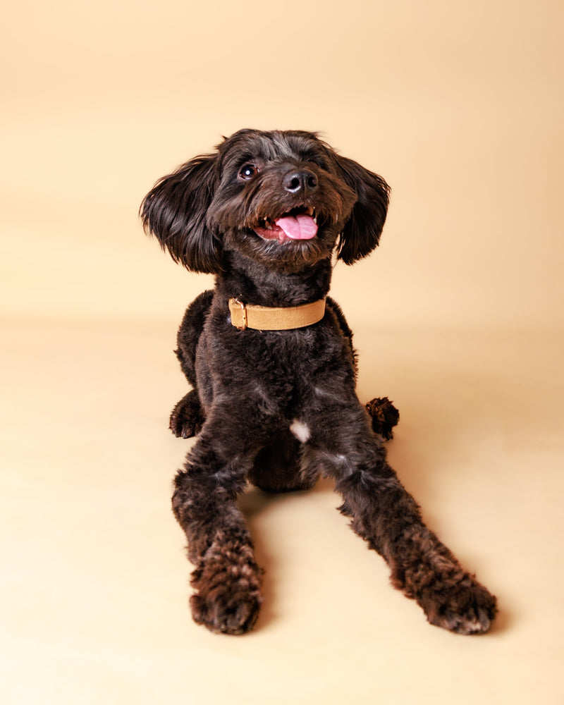 Beautiful dog portrait on a beige studio set
