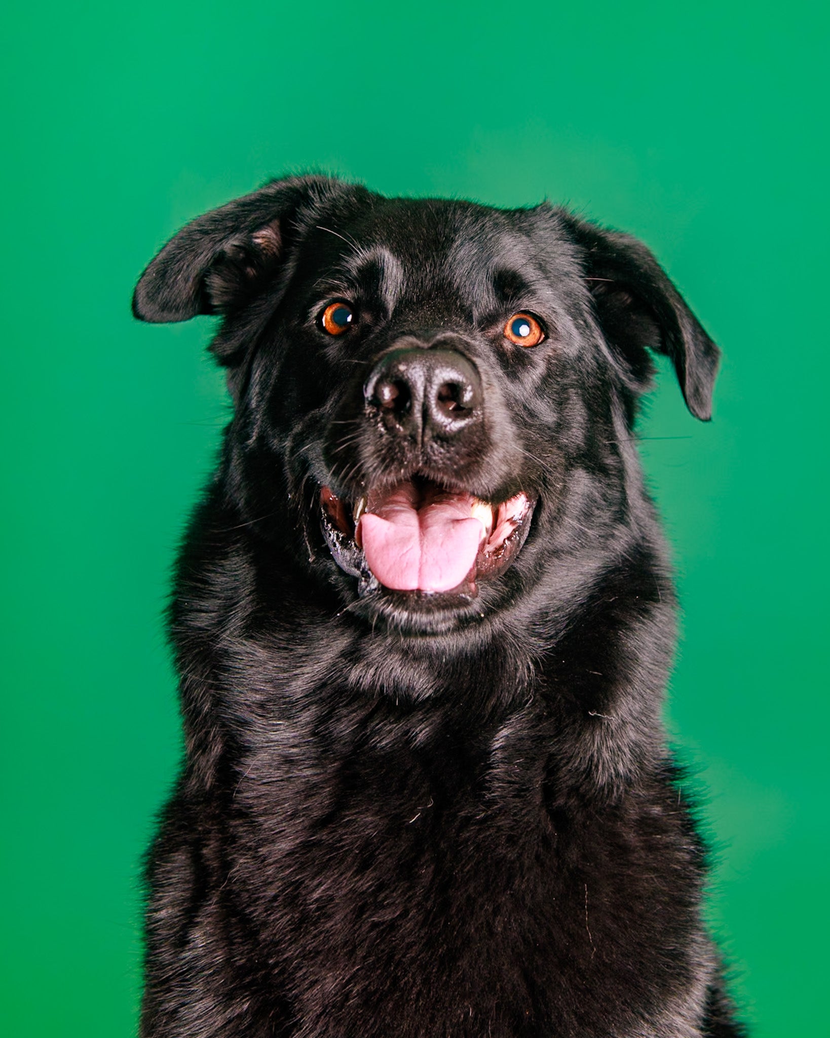 Pet Portrait Session