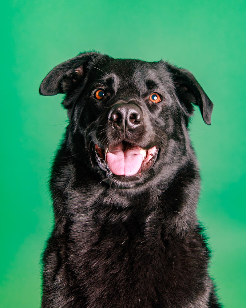 Evergreen backdrop pet photography in Toronto
