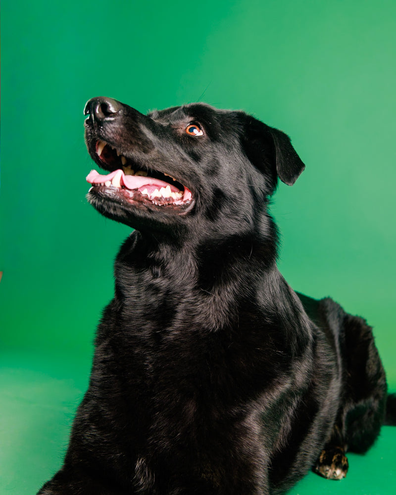 Professional pet portrait on an evergreen studio backdrop
