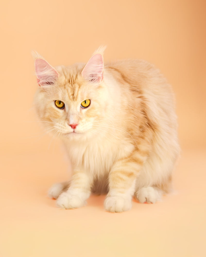 Minimalist pet portrait with a neutral backdrop

