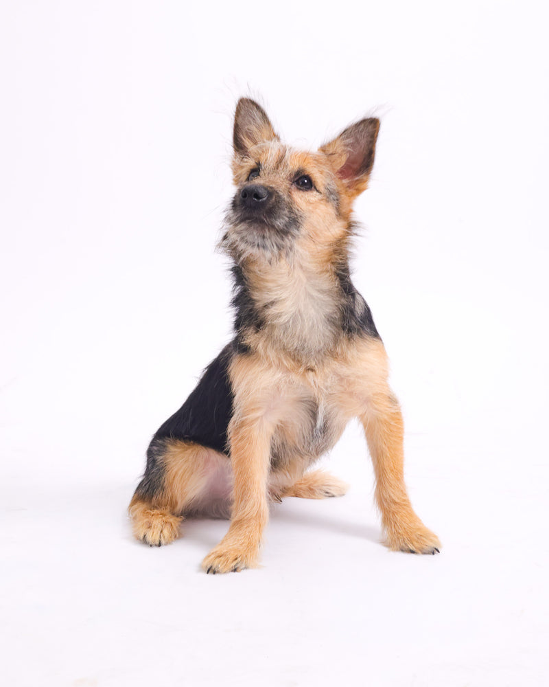 Bright studio portrait of a dog in Toronto
