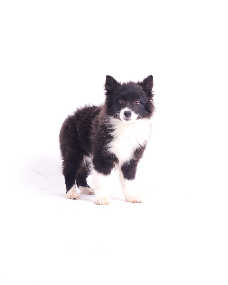 Clean and timeless dog portrait on a white studio set
