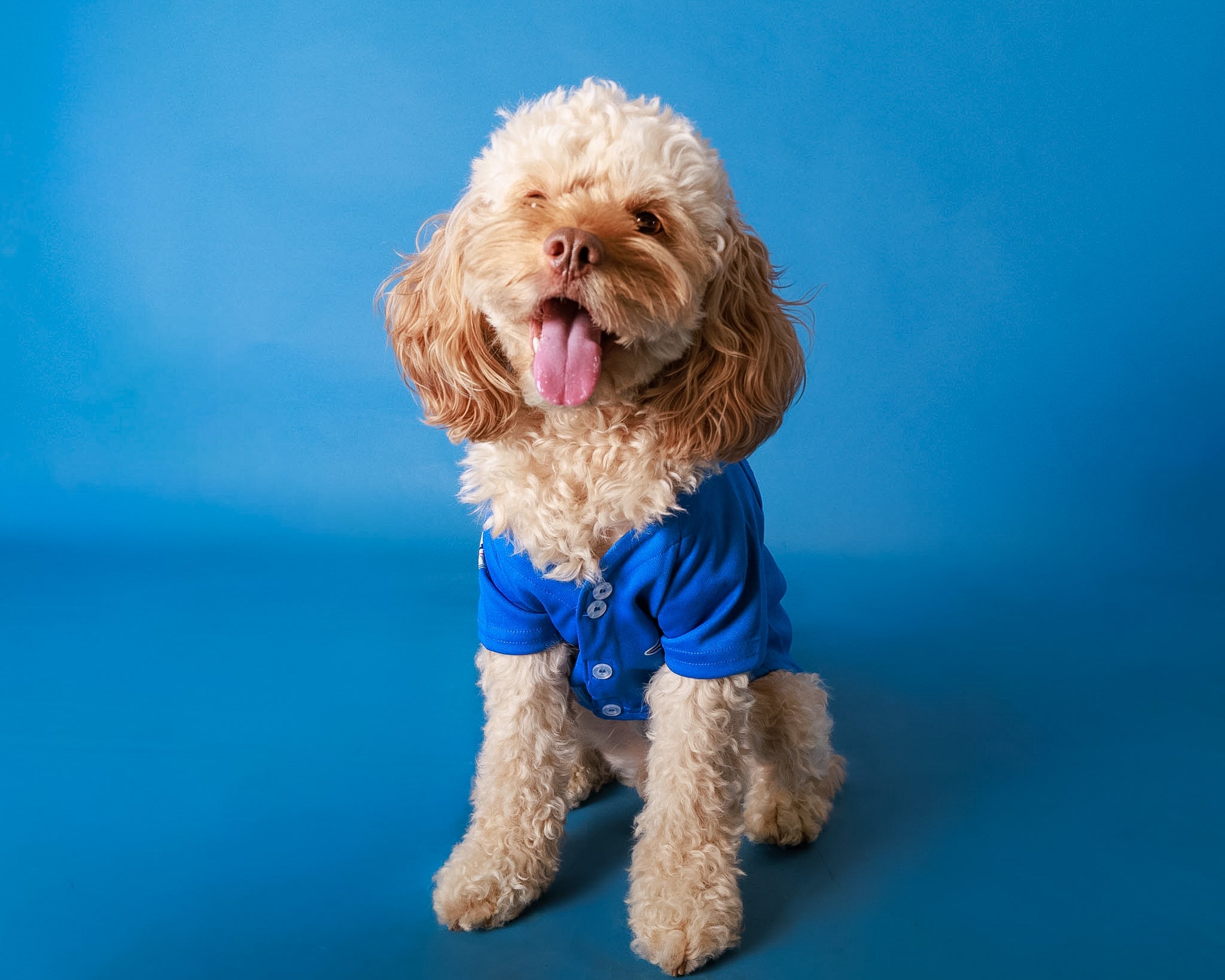 Pet Portrait Session
